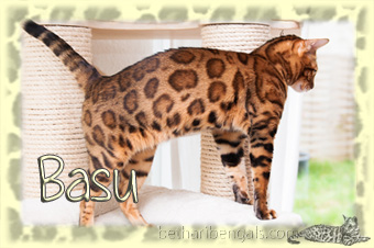 Bengalkatze Basu