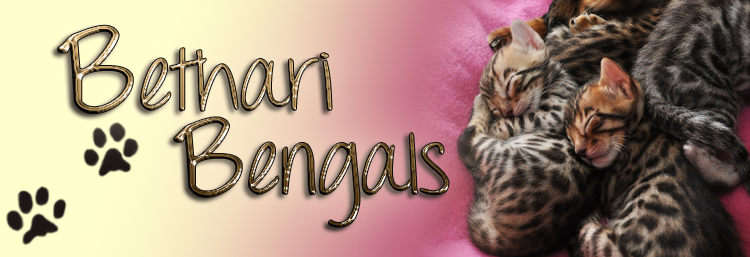 Bengal Katzen Zucht