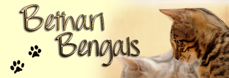 Bengal Rasse