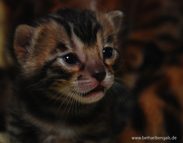 Kitten