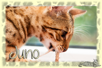 rosetted Bengal Juno