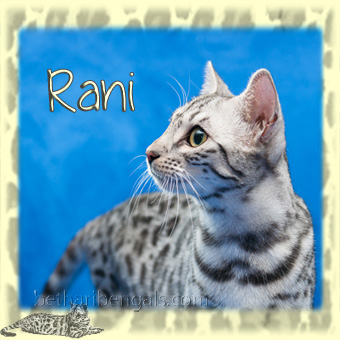 Bethari bengal Rani