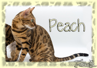 Bethari Bengal Peach